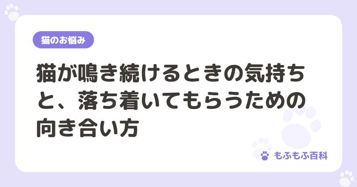 猫が鳴き続けるときの気持ちと、落ち着いてもらうための向き合い方