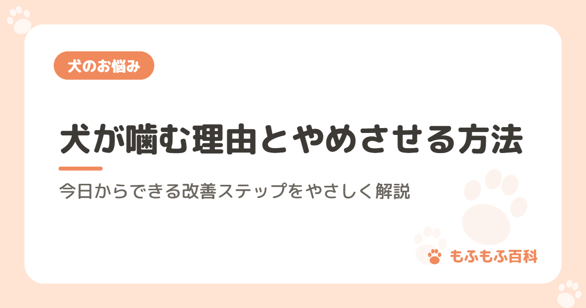 犬が噛む理由とやめさせる方法｜今日からできる改善ステップをやさしく解説