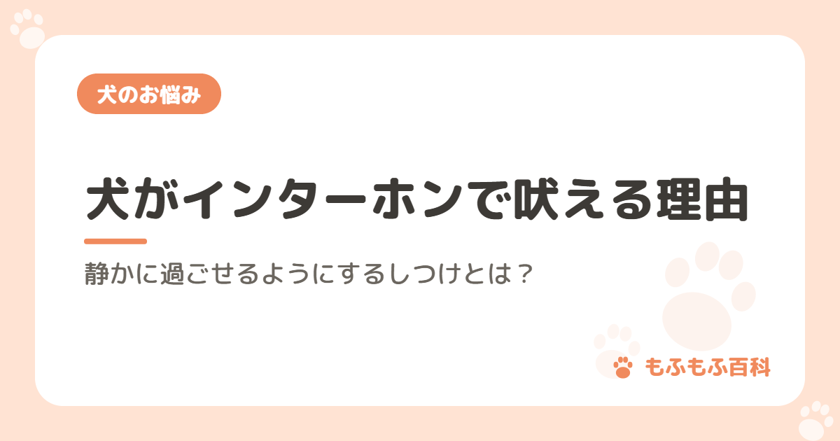 犬がインターホンで吠える理由と、静かに過ごせるようにするしつけとは？