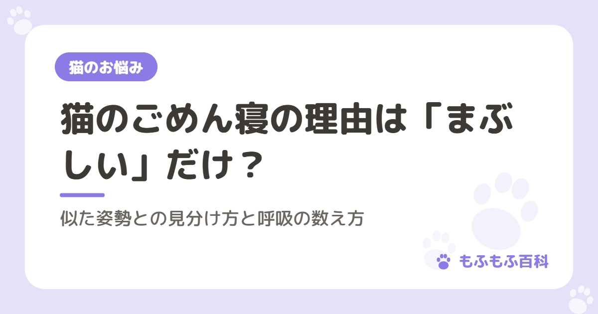 猫のごめん寝の理由は「まぶしい」だけ？｜似た姿勢との見分け方と呼吸の数え方